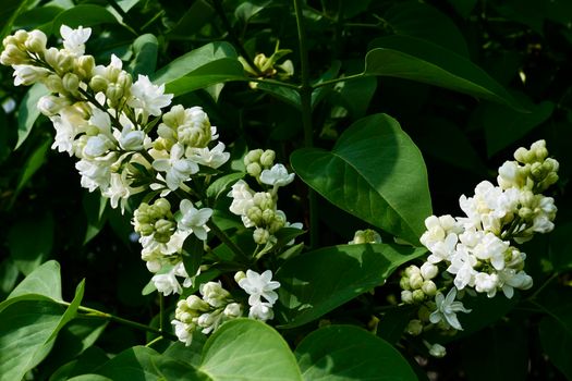 a Eurasian shrub or small tree of the olive family, that has fragrant violet, pink, or white blossoms and is widely cultivated as an ornamental.