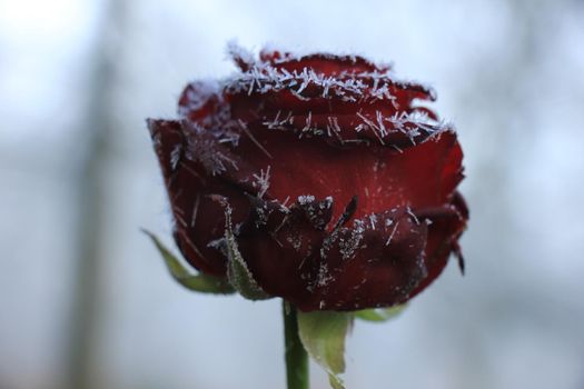 White hoar frost on a single red rose