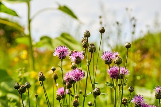 a widely distributed herbaceous plant of the daisy family, which typically has a prickly stem and leaves and rounded heads of purple flowers.