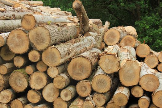 Big piles of chopped fuel wood in a forest