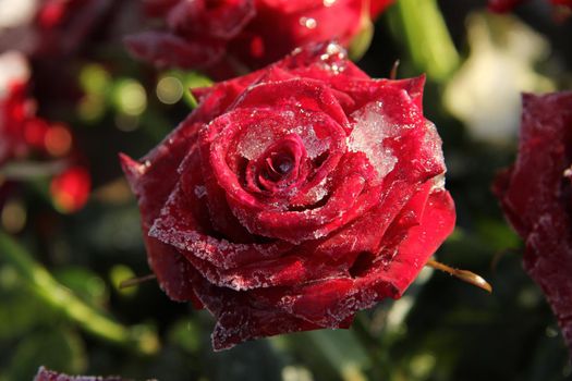 Single red rose, covered with ice crystals