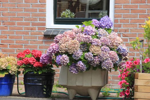 Hydrangeas in various colors in flower pots near a street