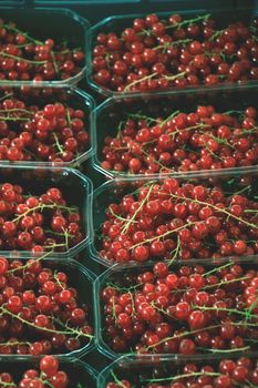 red currants in small boxes on a market stall