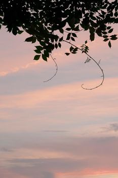 Wisteria at dusk in Summer