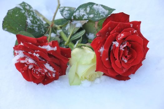 An ivory white rose between two red roses in the fresh snow