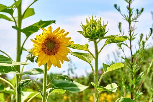 a tall North American plant of the daisy family, with very large golden-rayed flowers. Sunflowers are cultivated for their edible seeds, which are an important source of oil for cooking and margarine.
