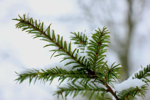 Snow on a pine branch, detail of a christmas tree