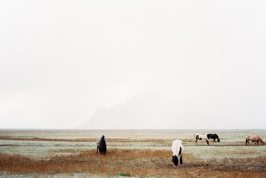 Herd of horses grazes in a meadow. Iceland. High quality photo