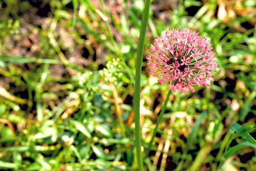 a strong-smelling pungent-tasting bulb, used as a flavoring in cooking and in herbal medicine.