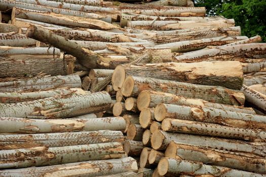 Big piles of chopped fuel wood in a forest