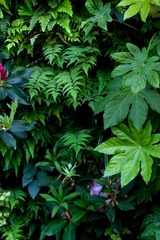 Green plants and flowers in a garden