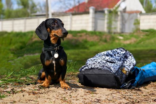 a dog of a short-legged, long-bodied breed.