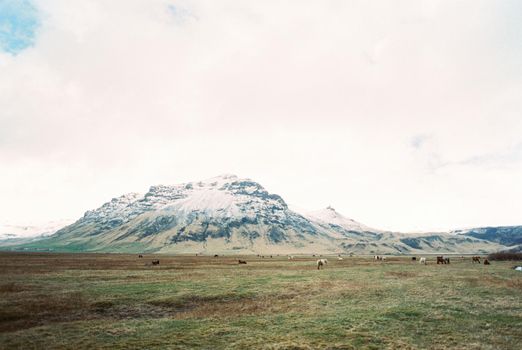 Horses graze in the valley against the backdrop of the mountains. Iceland. High quality photo