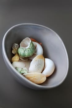 Decorative shells in a porcelain bowl on a table