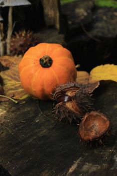 Autumn still life in a fall forest: mushrooms, chestnuts, pumpkins and leaves