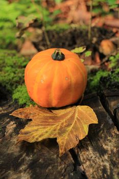 Autumn still life in a fall forest: Pumpkin and maple leaf