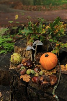 Autumn still life in a fall forest: mushrooms, chestnuts, pumpkins and leaves