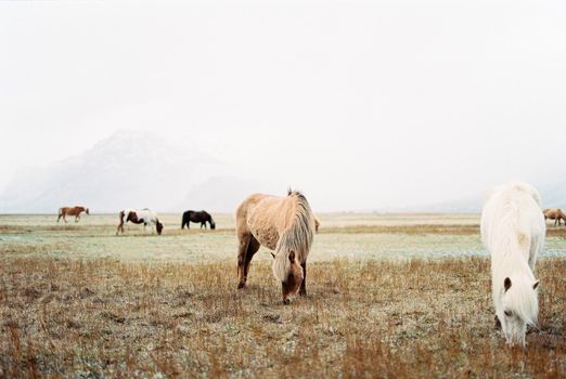 Herd of horses grazing in the lawn against the backdrop of foggy mountains. Iceland. High quality photo