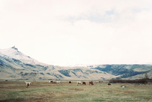 Herd of horses graze in a valley against the backdrop of snow-capped mountains. Iceland. High quality photo