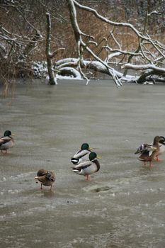 Group of ducks on a frozen pond