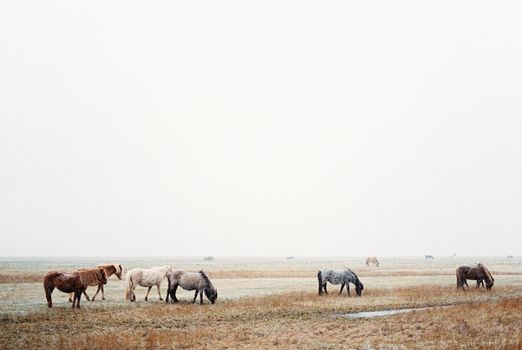 Herd of horses grazes in a meadow with withered grass. High quality photo