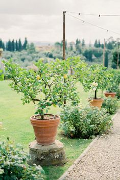 Lime trees grow in clay pots along an alley in a green garden. High quality photo