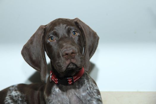 German shorthaired pointer puppy, 10 weeks old