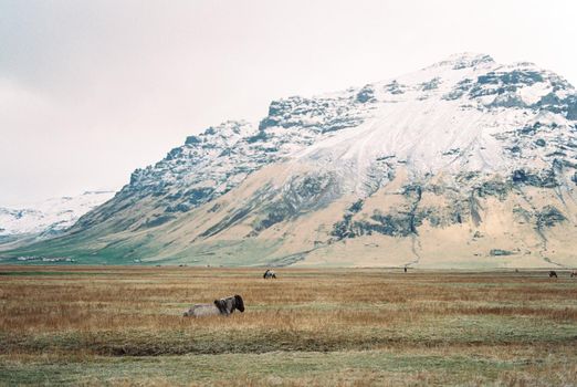 Horses graze in the meadow at the foot of the snowy mountains. Iceland. High quality photo