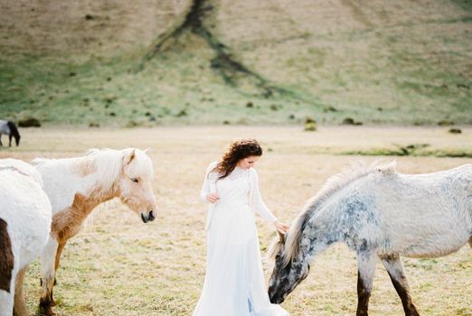 Bride in a white dress strokes a horse in the pasture. Iceland. High quality photo