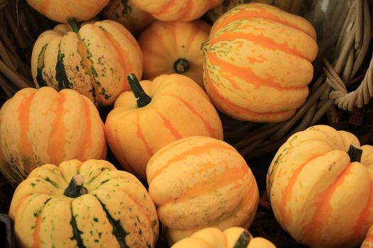 Various sorts of pumpkins for fall decorations