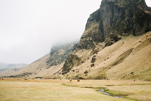 Horses graze in the pasture at the foot of the mountains. Iceland. High quality photo