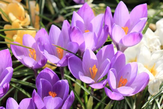 Purple and white crocuses on a field