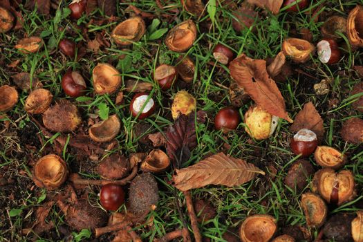 Chestnuts in the grass in an autumn forest