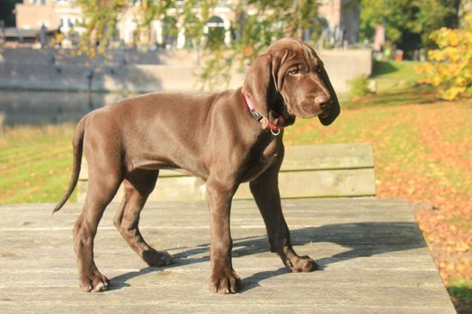 German shorthaired pointer puppy, 9 weeks old solid liver female