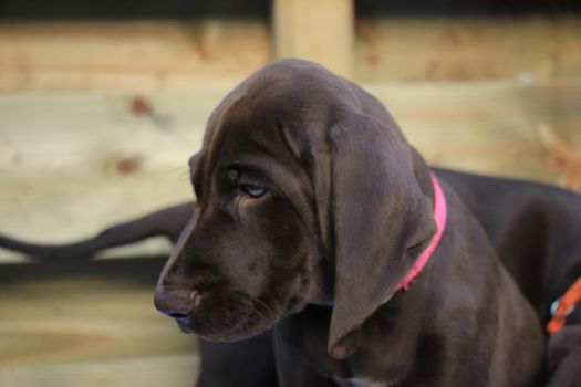 German shorthaired pointer puppy, 8 weeks old solid liver female