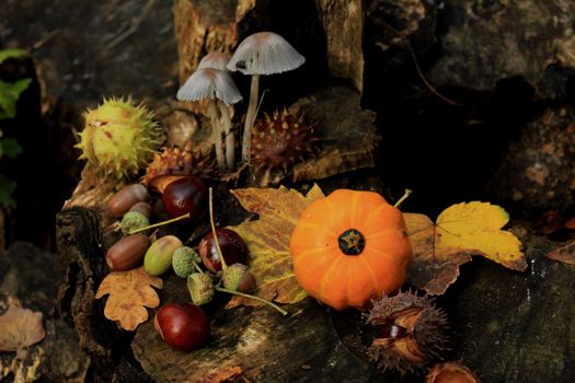 Autumn still life in a fall forest: mushrooms, chestnuts, pumpkins and leaves