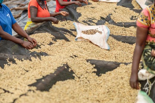 Cropped photo of African American women working while sorting coffee beans on a plantation. Rwanda region