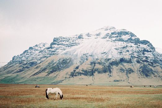 Horses graze in the meadow near the snowy mountains. Iceland. High quality photo