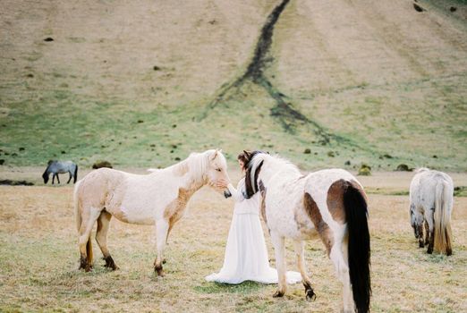 Bride in a white dress stands next to the horses in the pasture. Iceland. High quality photo
