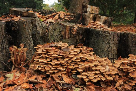 Group of mushrooms in a fall forest