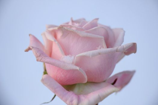 a pale pink rose in the fresh snow