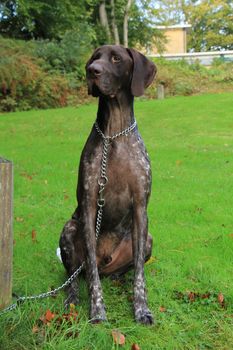 German Shorthaired Pointer, 3 year old male