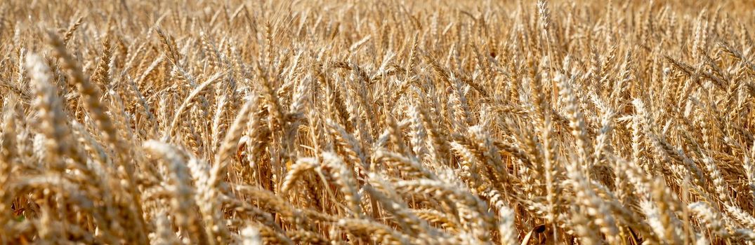 Golden ripe ears of wheat on nature in summer field at sunset rays of sunshine, close-up macro.