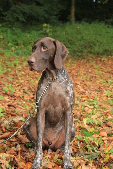 German Shorthaired Pointer, 3 year old male