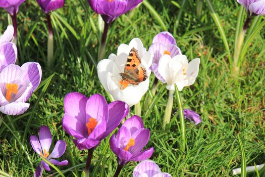 small tortoiseshell butterfly on a crocus in early spring sunlight