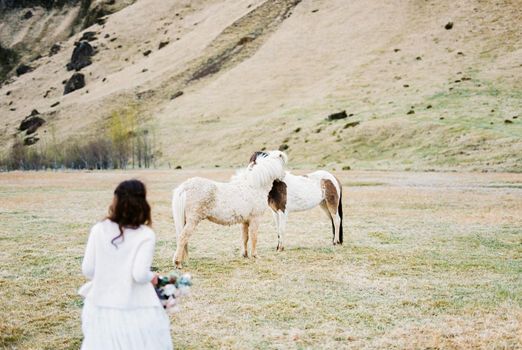 Bride in a white dress goes to the horses in the pasture. Back view. High quality photo