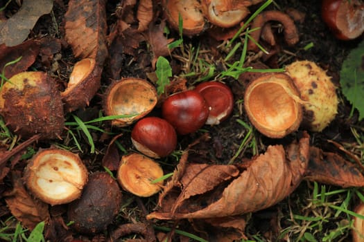 Chestnuts in the grass in an autumn forest