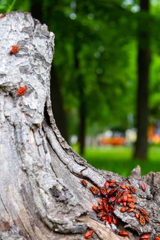 Red beetles. A flock of beetles sits on a stump. insects in the sun. Life in the forest.