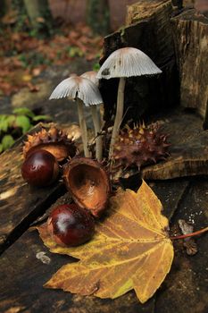 Autumn still life in a fall forest: mushrooms, chestnuts and leaves