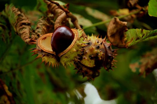 Chestnuts on a tree in an autumn forest